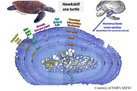 Hawksbill sea turtle