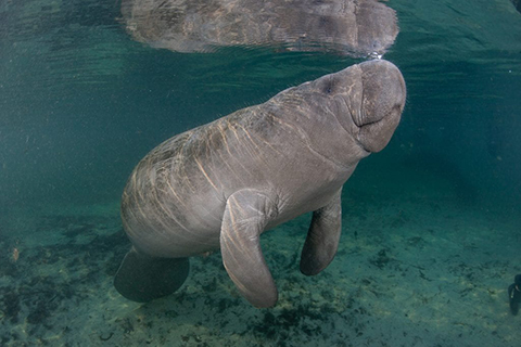 Manatee