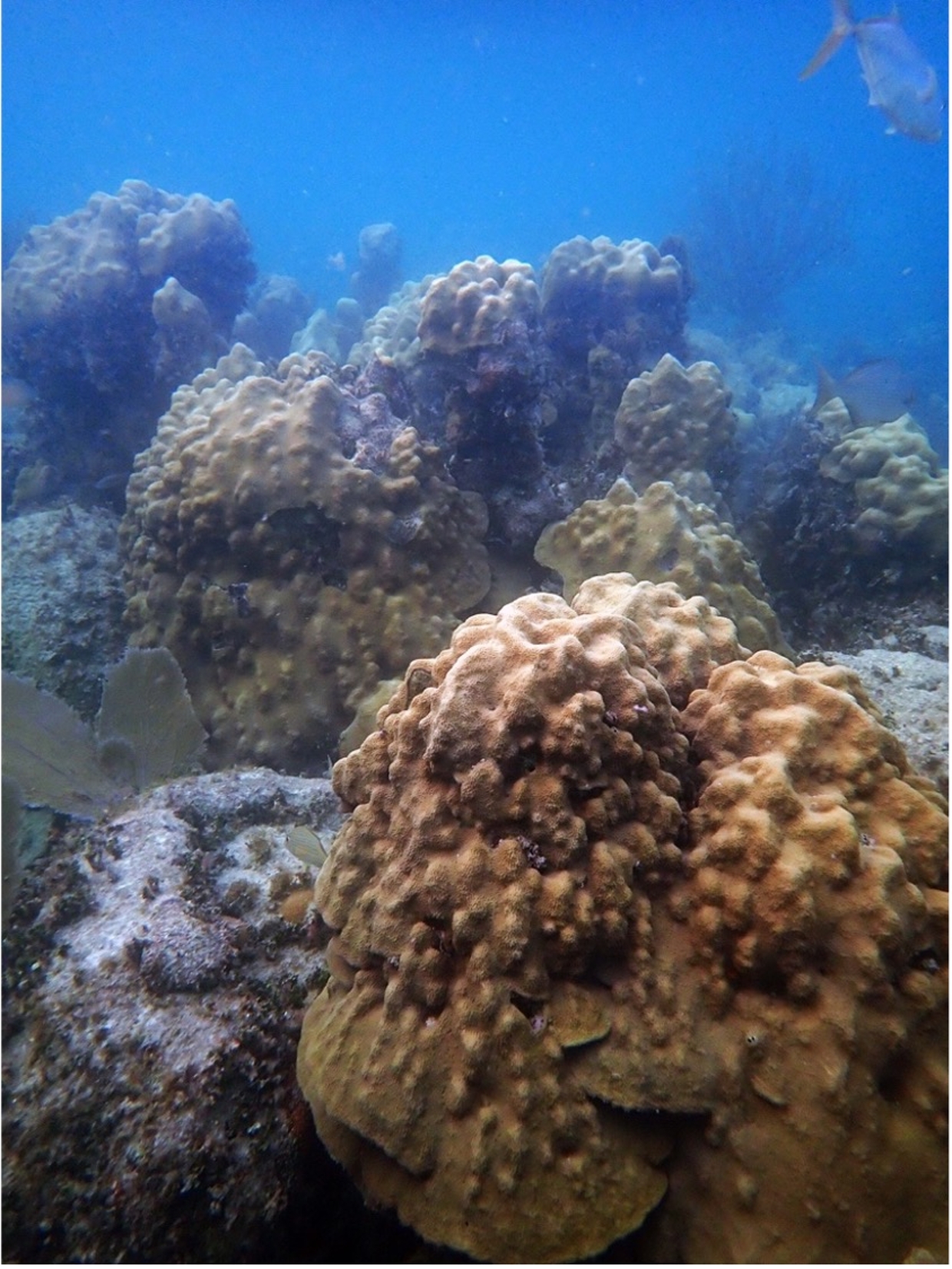 coral