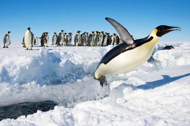 Antarctica Emperor Penguins