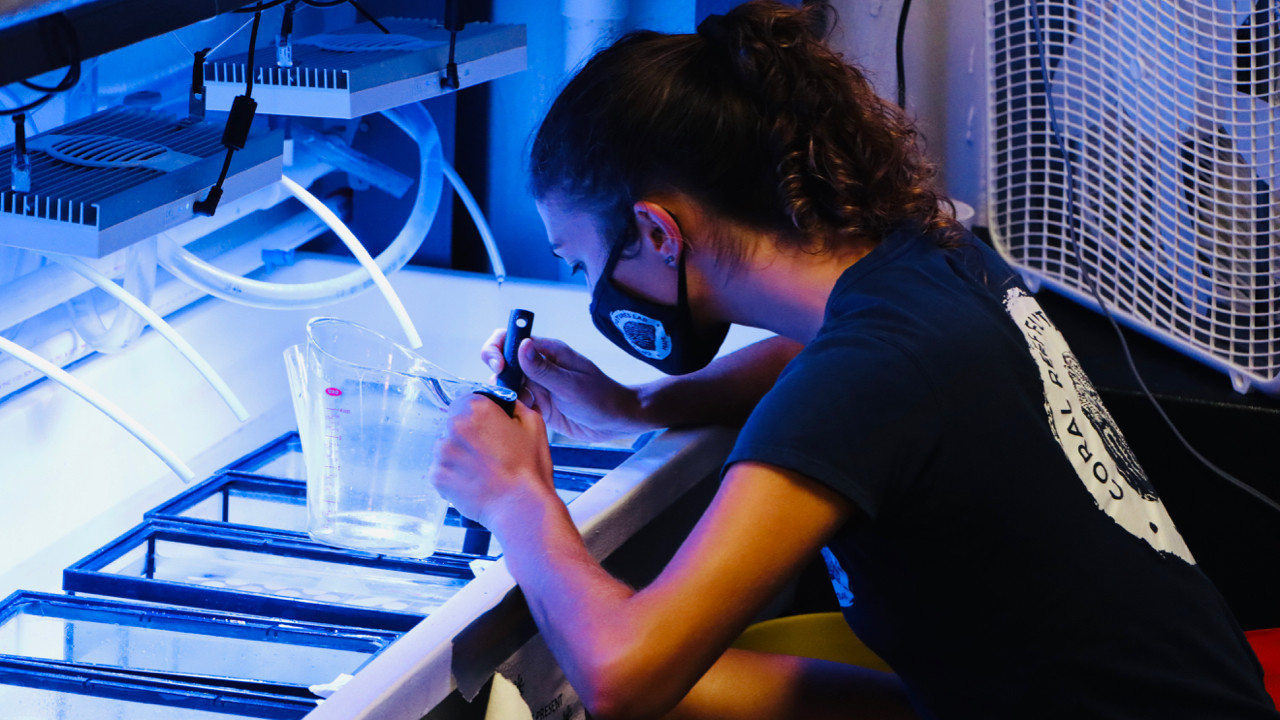 Liv Williamson, Ph.D. candidate, coral breeding