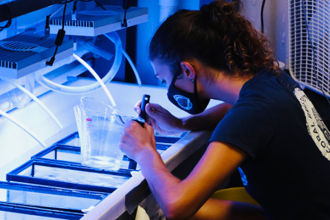 Scientists successfully breed corals with goal of disease resistance